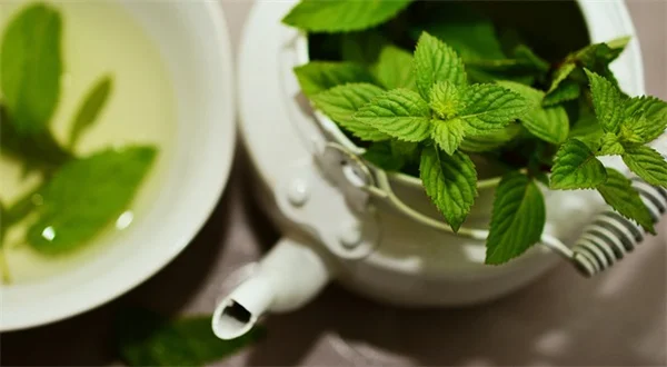 隣の目が気になる庭に！6つの植物でおしゃれなプライバシー空間
