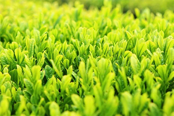 ニームオイルの効果と使い方｜初心者でもできる害虫対策とスプレーの作り方