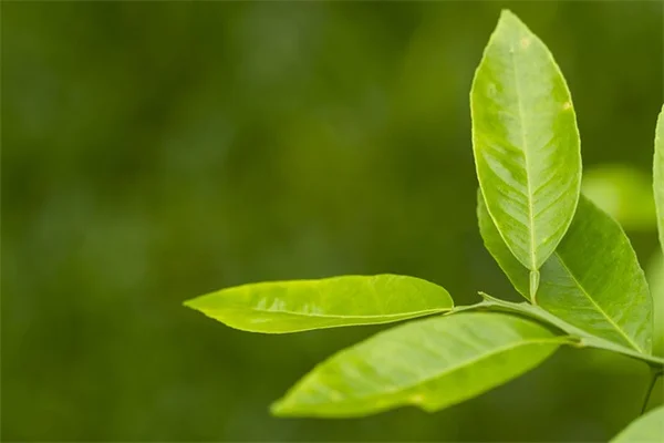 芝生の代わり植物で後悔しない！よくある勘違いと正しい選び方
