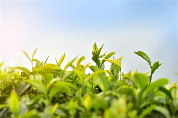 鉢植えで育てやすい小さな低木5選｜私が試したコンテナ栽培のコツ
